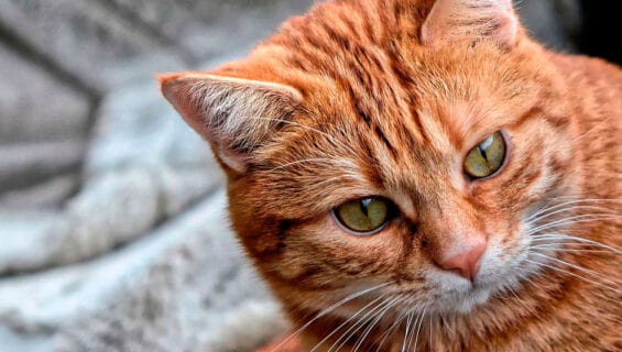 В вас живет та неведомая сила, которая нужна теперь для света
